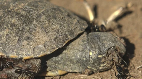 Black ants attack a small turtle that died after exiting an egg, macro view head Stock Footage 117223188