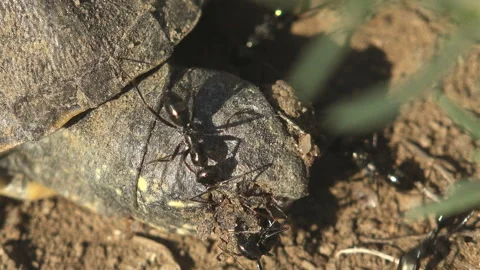 Black ants attack a small turtle that died after exiting an egg, macro view head Stock Footage 133602171