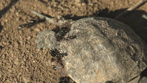 Black ants attack small turtle that died after exiting an egg, macro turtle rear Stock Footage 144683115