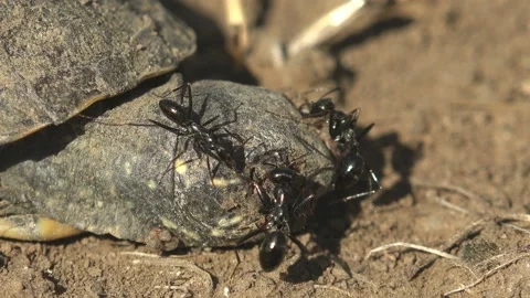 Black ants attack a small turtle that died after exiting an egg, macro view head Stock Footage 154543725