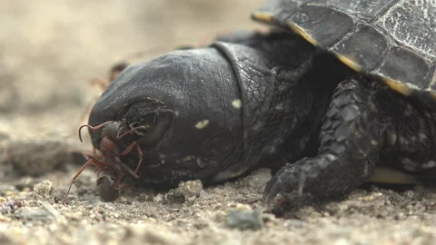 Black ants attack small turtle that died after exiting an egg, macro view head Stock Footage 265088545
