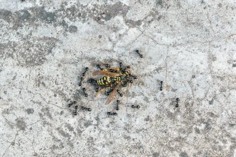 Black ants attack the wasp Stock Photos