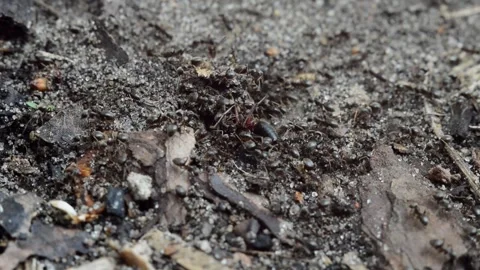 Black ants attacked a big ant Stock Footage 252685713