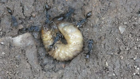 Black ants attacking the beetle larva Stock Footage 70802457