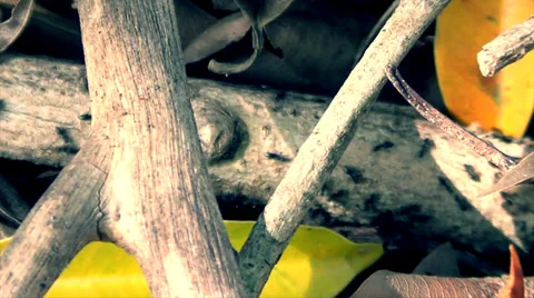 Black Ants On A Branch Stock Footage 33793443