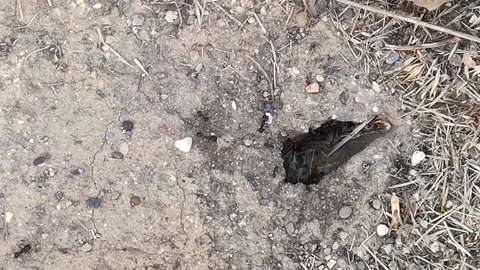 Black ants carry the cargo into their anthill through a hole in the ground. Stock Footage 137044221