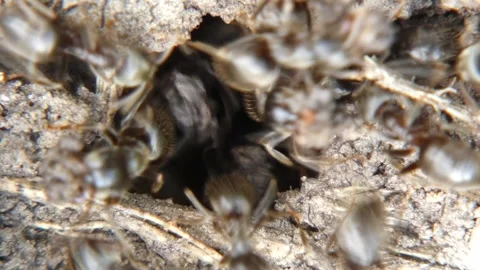 Black ants carrying soil from underground tunnel macro Видео 337800422