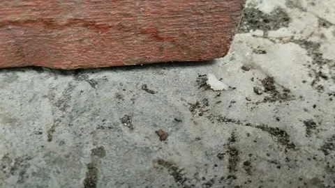Black ants carrying sugar cubes on a white background 動画素材 293124686