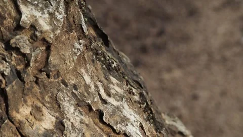 Black ants climbing up a tree bark macro shot Stock Footage 337765155