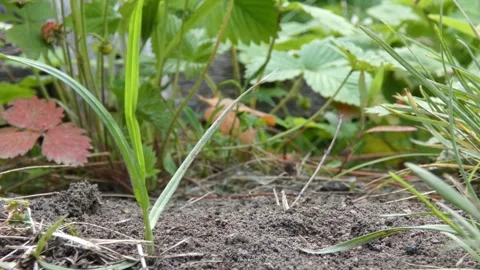 Black ants colony at base of grass stalks 動画素材 337801227