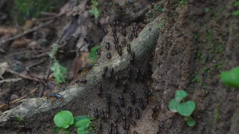 Black ants colony insects working up-close small world creatures nature Stock Footage 317751177