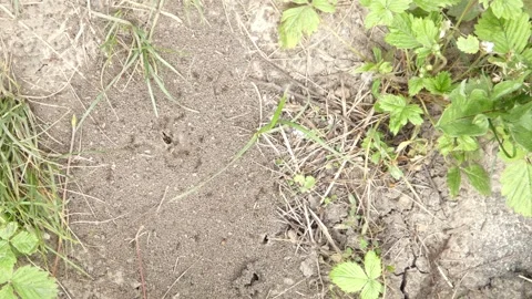 Black ants colony working on soil as metaphor for business teamwork, panning 動画素材 337325698