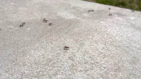 Black ants on concrete Stock Footage 76252854
