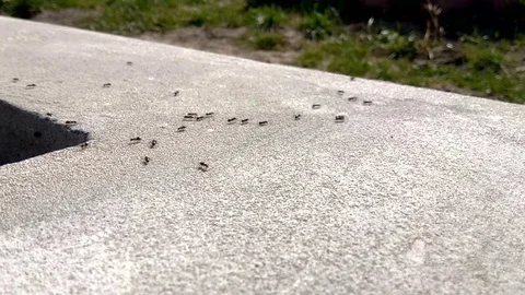 Black ants on concrete Stock Footage 76253423