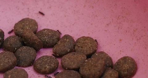 Black ants crawl over dry pet food kibble in a pink bowl Vídeo Stock 338248866