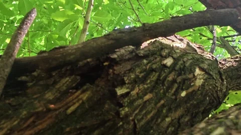 Black Ants Crawling Across Tree Branch in Oklahoma Woods Stock Footage 335494125