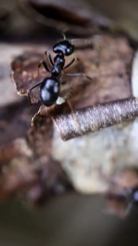 Black Ants Crawling and Exploring Tree Bark Close Up Video stock 341803684