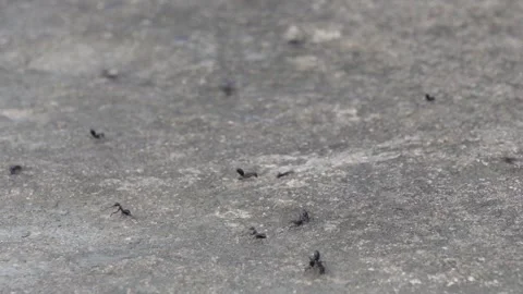 Black ants crawling Stock Footage 344816295