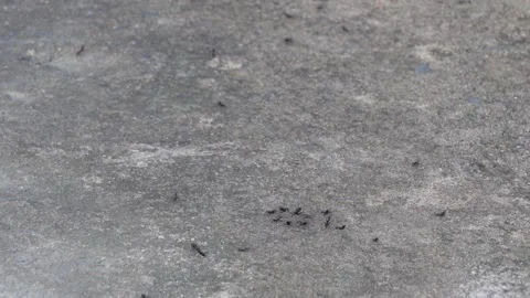 Black Ants Crawling Stock-Footage 344816321