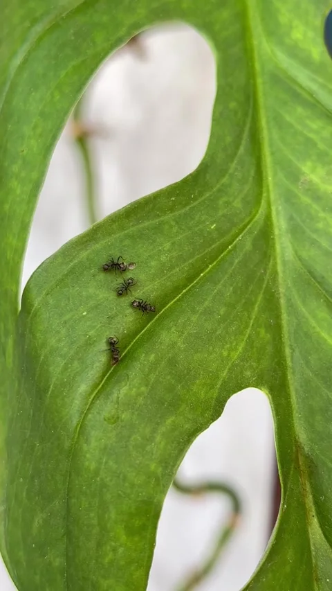 Black Ants Crawling on a Green Monstera Plant Leaf Stock Footage 340259334