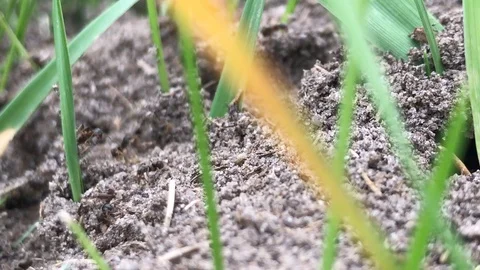 Black ants crawling on the ground Stock Footage 119275802