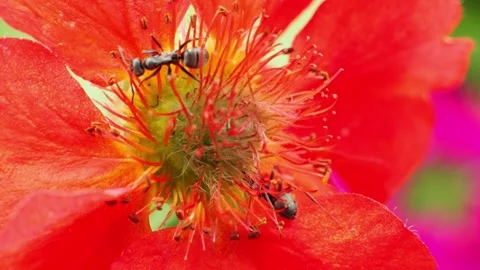 Black ants crawling on red flower stamen macro shot Stock Footage 337741164