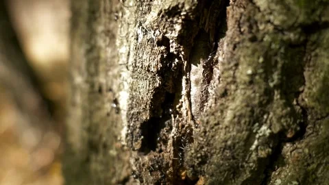 Black ants crawling on rough tree bark in forest Stock Footage 348288583