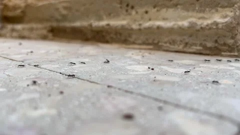 Black Ants Crawling on Tiled Floor Close-Up Stock Footage 345306506