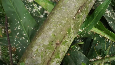Black ants cross a fallen log Stock-Footage 232745281