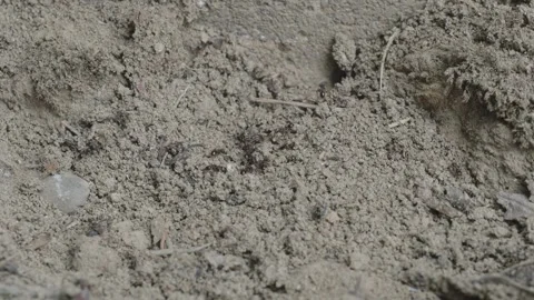 Black ants digging a hole in the ground Stock-Footage 314347232