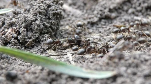 Black ants digging a tunnel in dark soil Stock Footage 337800984