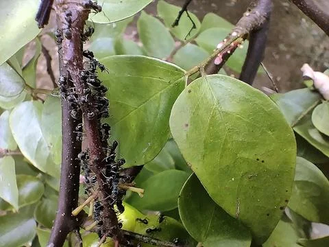 Black ants (Dolichoderus thoracicus) Stock Photos