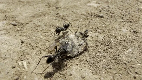 Black Ants Dragging Dead Insect Prey Across Dry Ground Macro Stock Footage 337332272