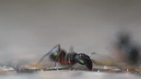 Black Ants Drinking Sugar Water Stock Footage 278499332