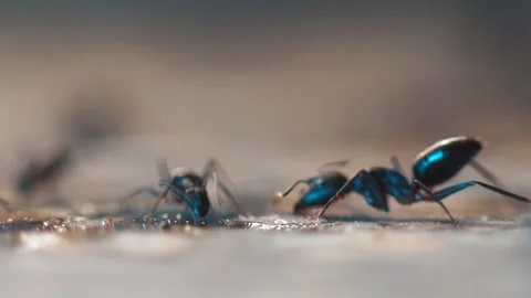 Black Ants Drinking Sugar Water Stock Footage 278499407