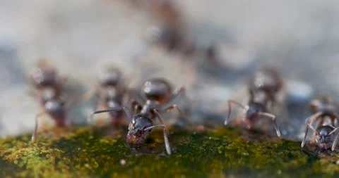 Black Ants Drinking Sugar Water Stock Footage 345666111