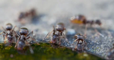 Black Ants Drinking Sugar Water Stock Footage 345666136