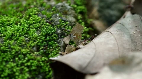 Black ants on the dry leaf and the moss mat Stock Footage 51605181