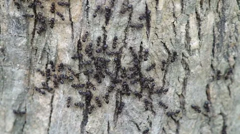 Black ants on the dry tree bark Stock Footage 54123703