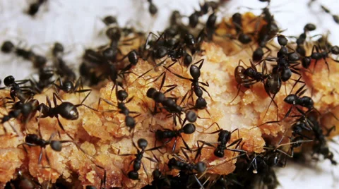 Image of Black Ant Eats A Rotten Mango Macro Closeup-WE163162-Picxy