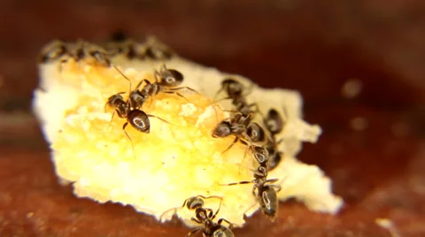 Black ants Eating a piece of bread Stock Footage 59760386