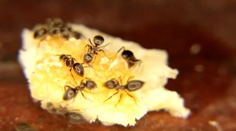 Black ants Eating a piece of bread Stock Footage 59760911