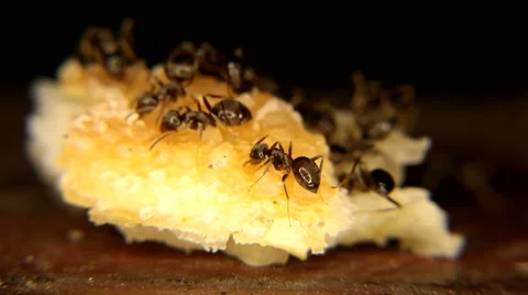 Black ants Eating a piece of bread Stock Footage 59761346