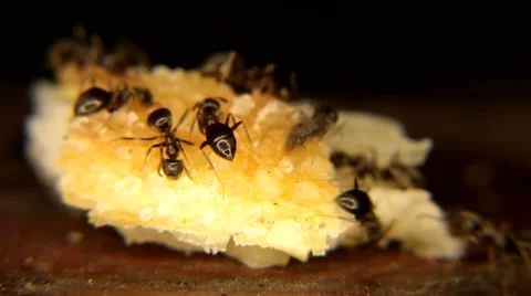 Black ants Eating a piece of bread Stock Footage 59761848