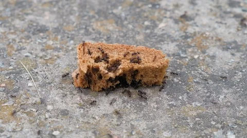 Black Ants Eating A Piece of bread Video stock 81571906