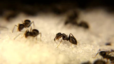 Black ants Eating white sugar Stock Footage 59762318
