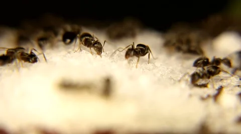 Black ants Eating white sugar Stock Footage 59762977