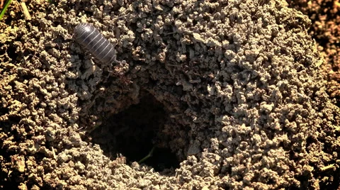 Black ants exit from a big anthill under construction Video stock 56914693