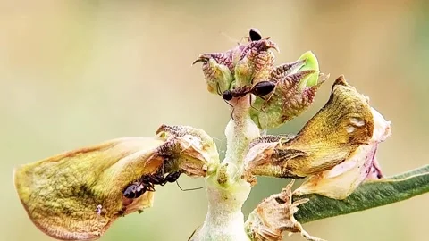 Black Ants Exploring Dried Flower Macro Close Up Natural Garden FHD Footage Video stock 321067526