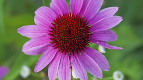Black ants exploring Vibrant Purple Flower petals in bloom Видео 314645957